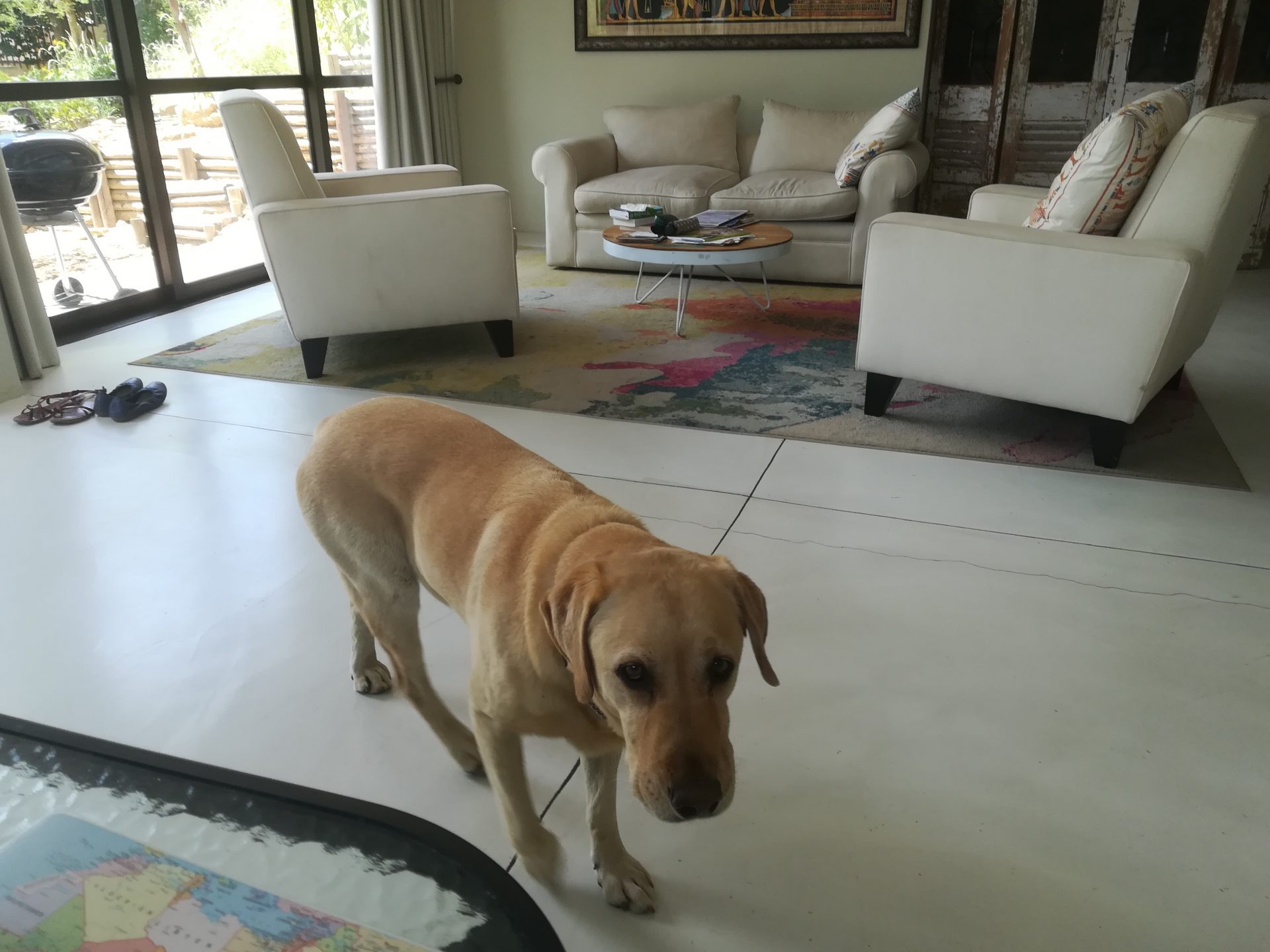 Labrador im Wohnzimmer, schaut in die Kamera